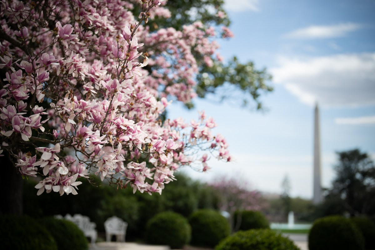 Flowers bloom in the Rose Garden at the White House, Tuesday, March 25, 2025. (Official White House Photo by Andrea Hanks)