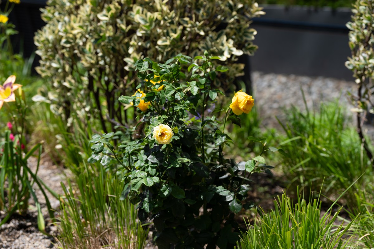 First Lady Melania Trump unveils a gift of an “Eternal Flame” hybrid tea rose bush to the Bunny Mellon Healing Garden at Children’s National Hospital, Thursday, July 3, 2025, in Washington, D.C.(Official White House Photo by Andrea Hanks)