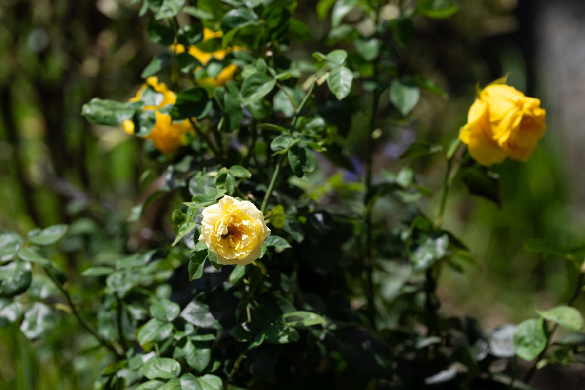 First Lady Melania Trump unveils a gift of an “Eternal Flame” hybrid tea rose bush to the Bunny Mellon Healing Garden at Children’s National Hospital, Thursday, July 3, 2025, in Washington, D.C.(Official White House Photo by Andrea Hanks)