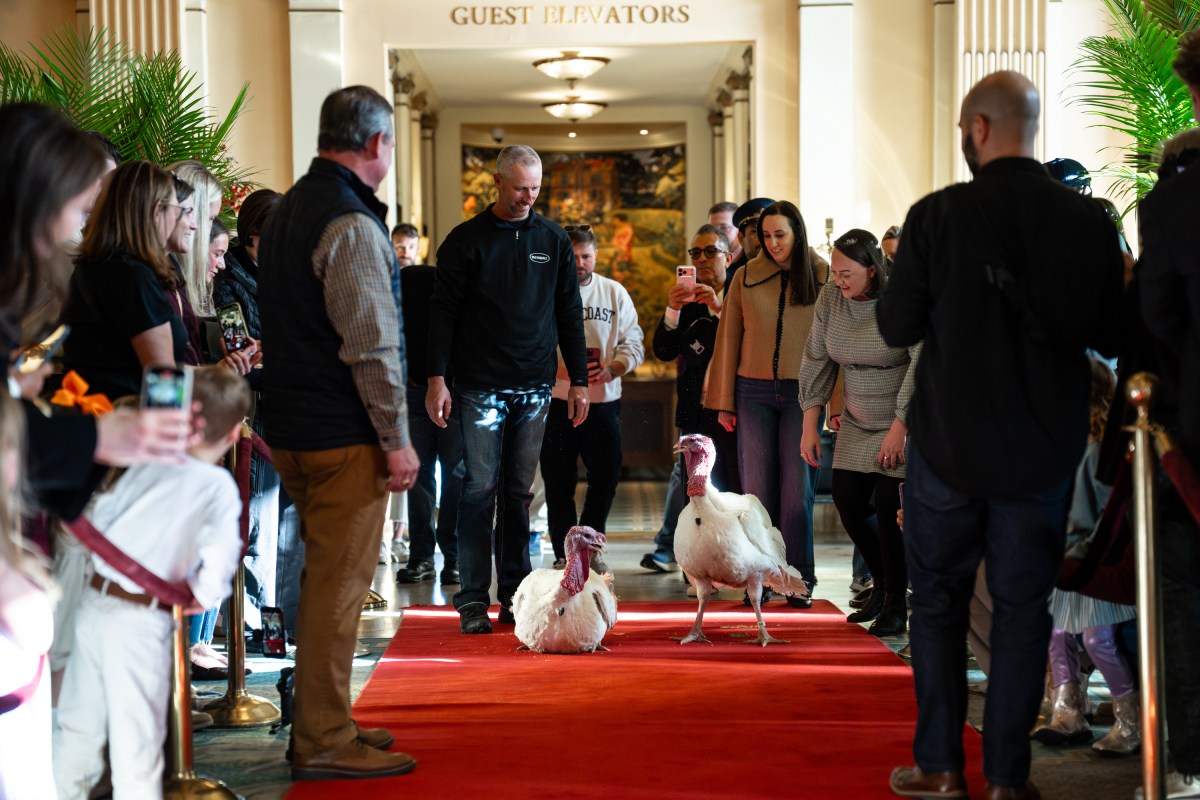 The 2025 Presidential Turkeys, named Gobble and Waddle, arrive at the Willard InterContinental Hotel in Washington, D.C., on Sunday, November 24, 2025. (Official White House Photo by Andrea Hanks)