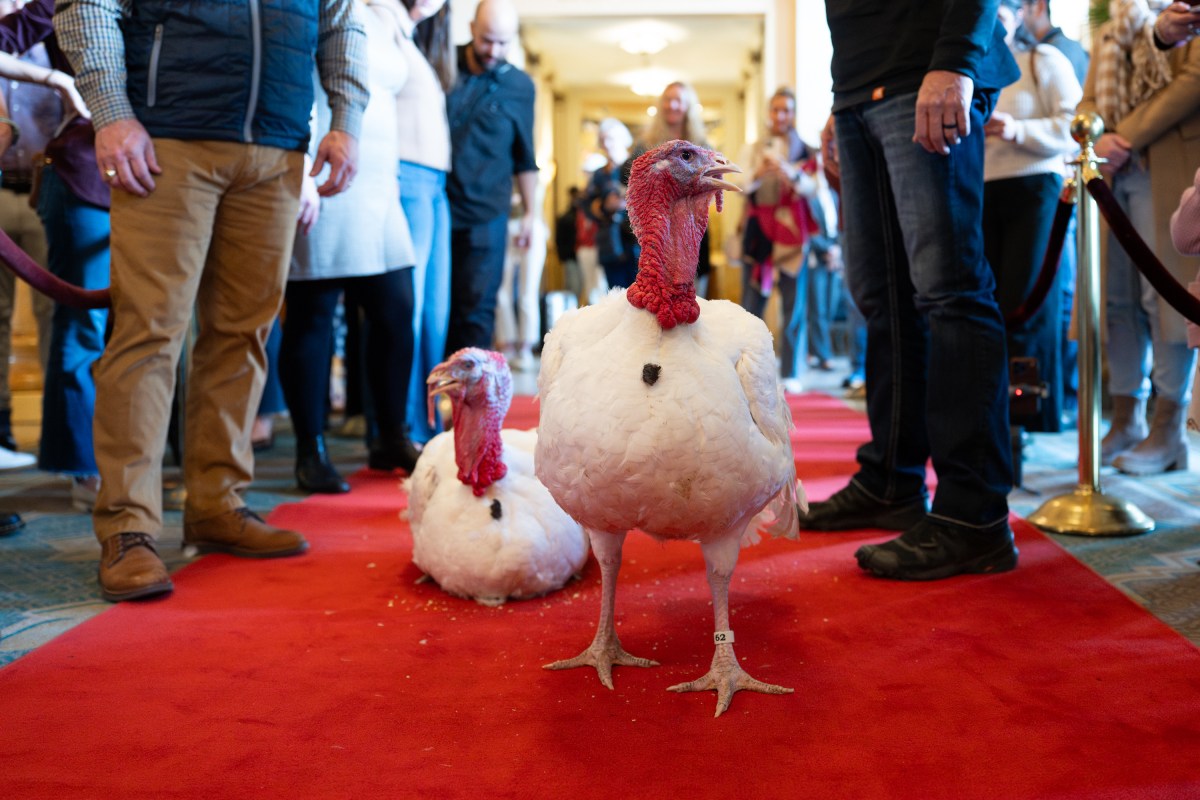 The 2025 Presidential Turkeys, named Gobble and Waddle, arrive at the Willard InterContinental Hotel in Washington, D.C., on Sunday, November 24, 2025. (Official White House Photo by Andrea Hanks)