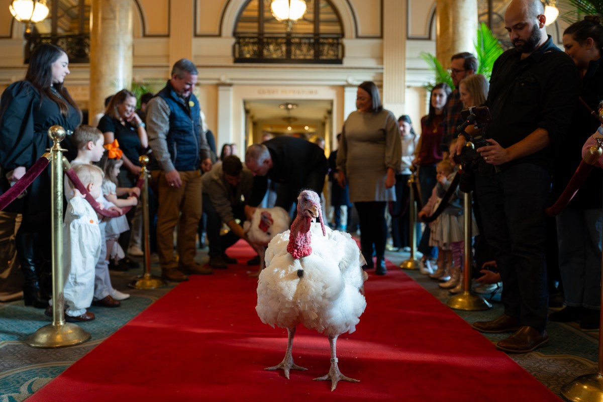 The 2025 Presidential Turkeys, named Gobble and Waddle, arrive at the Willard InterContinental Hotel in Washington, D.C., on Sunday, November 24, 2025. (Official White House Photo by Andrea Hanks)