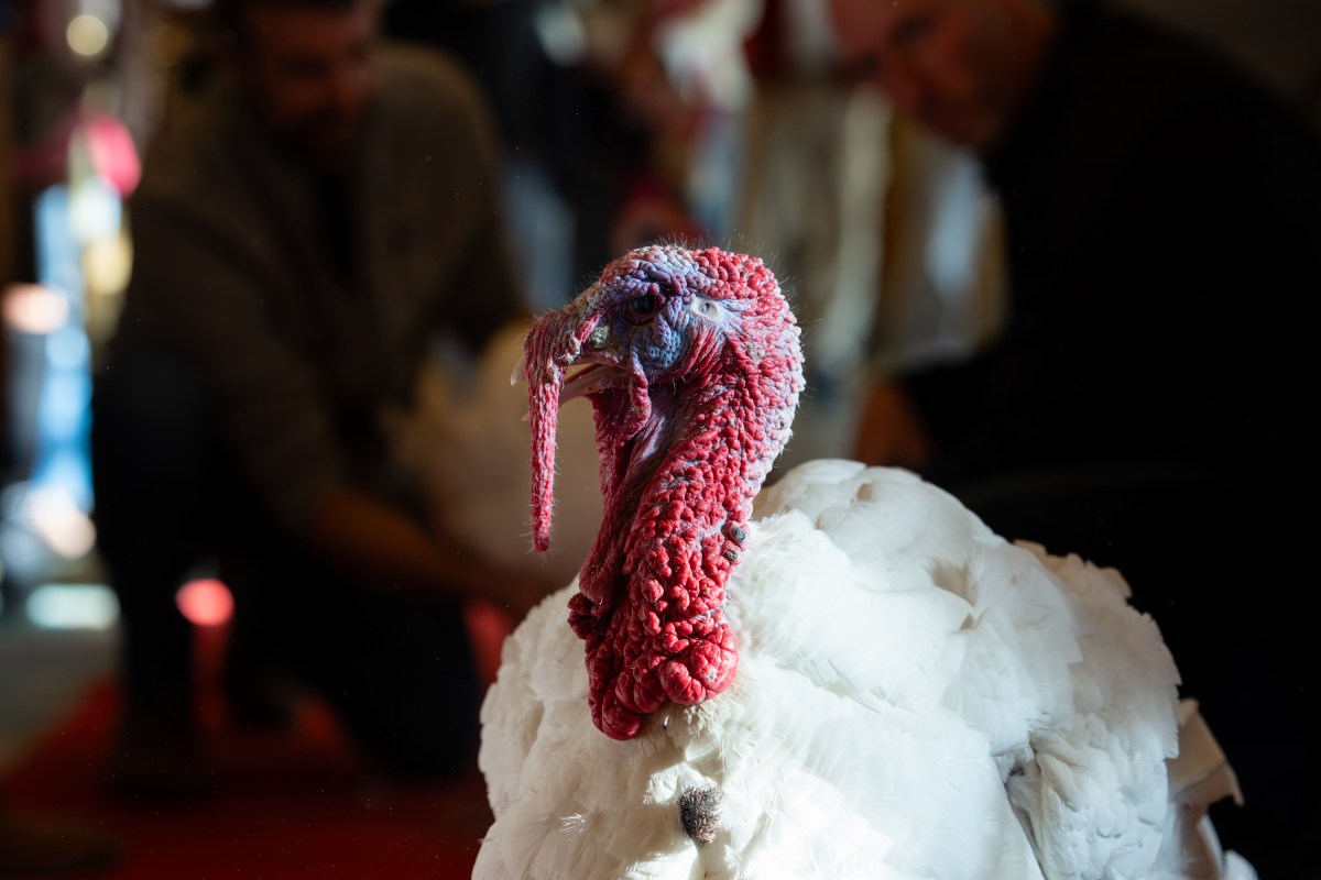 The 2025 Presidential Turkeys, named Gobble and Waddle, arrive at the Willard InterContinental Hotel in Washington, D.C., on Sunday, November 24, 2025. (Official White House Photo by Andrea Hanks)
