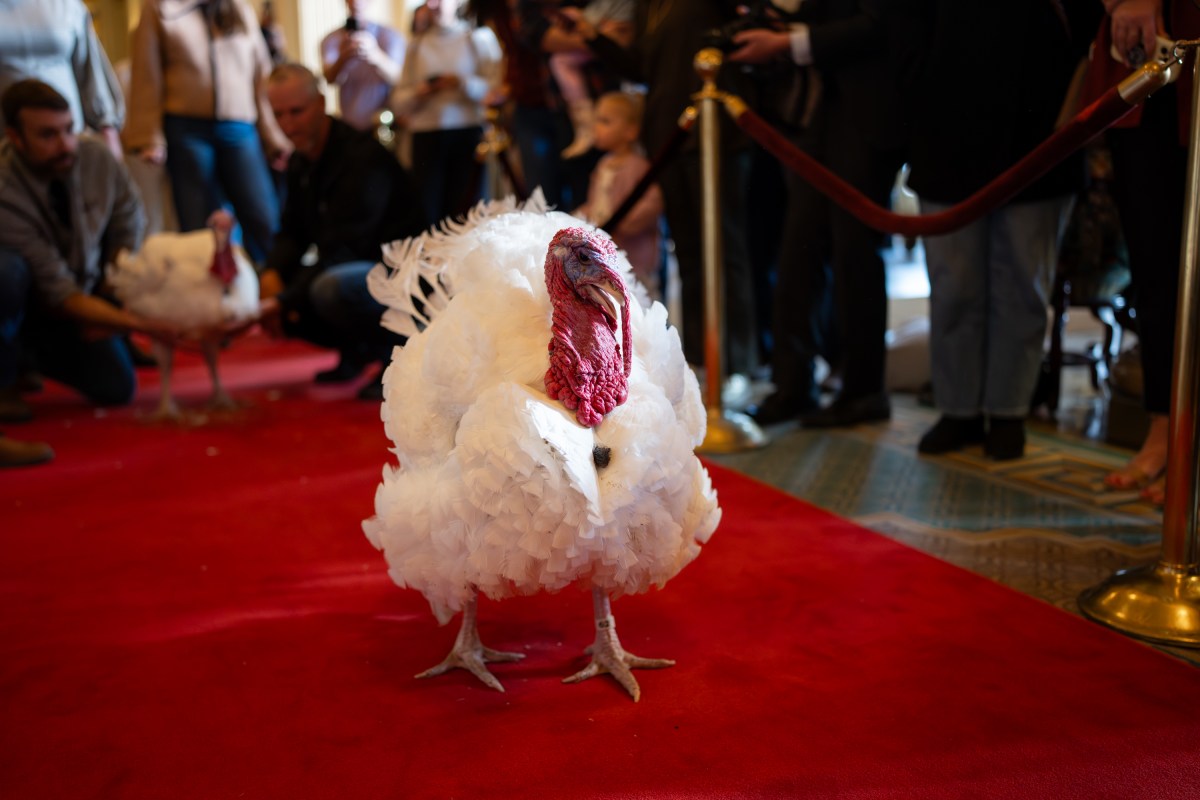 The 2025 Presidential Turkeys, named Gobble and Waddle, arrive at the Willard InterContinental Hotel in Washington, D.C., on Sunday, November 24, 2025. (Official White House Photo by Andrea Hanks)