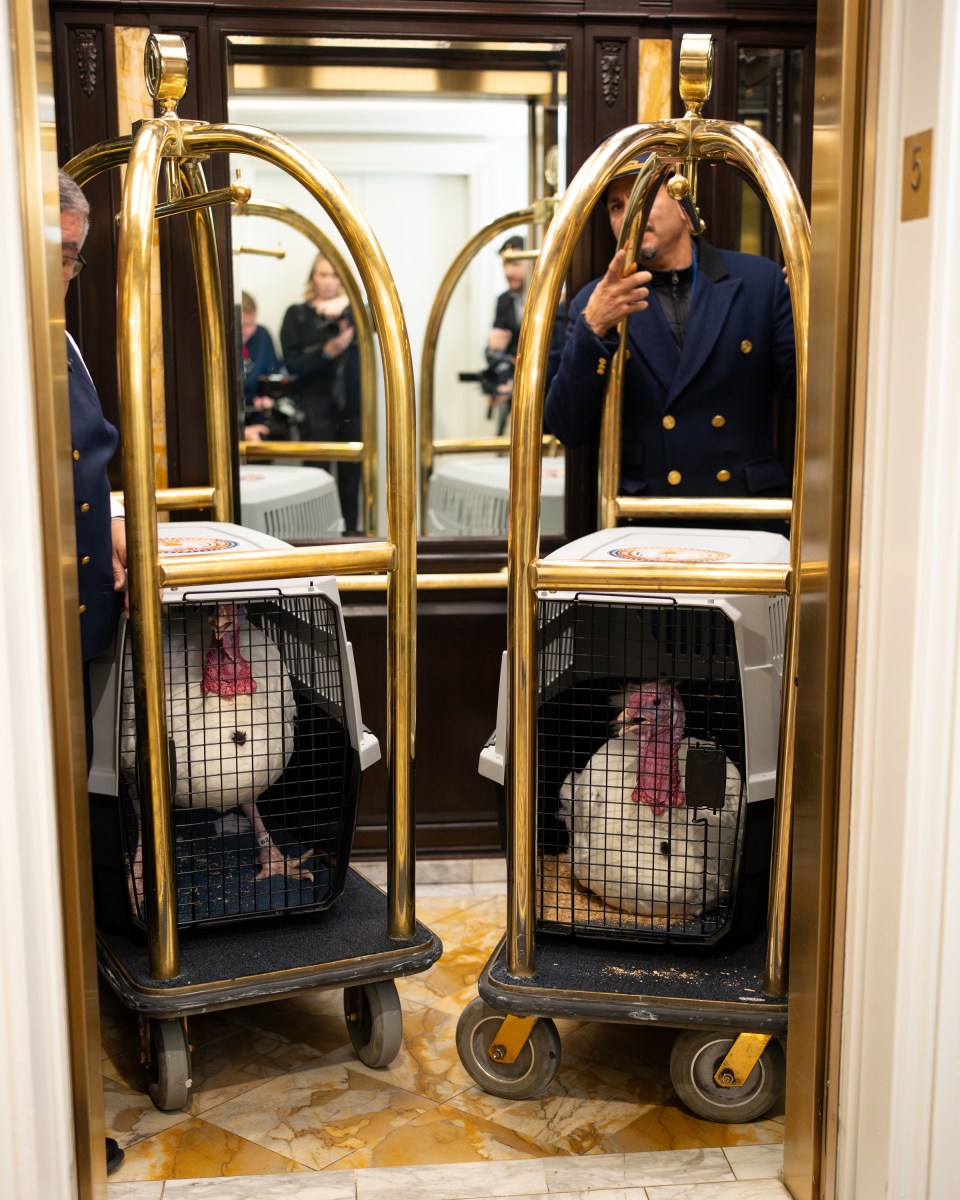 The 2025 Presidential Turkeys, named Gobble and Waddle, arrive at the Willard InterContinental Hotel in Washington, D.C., on Sunday, November 24, 2025. (Official White House Photo by Andrea Hanks)