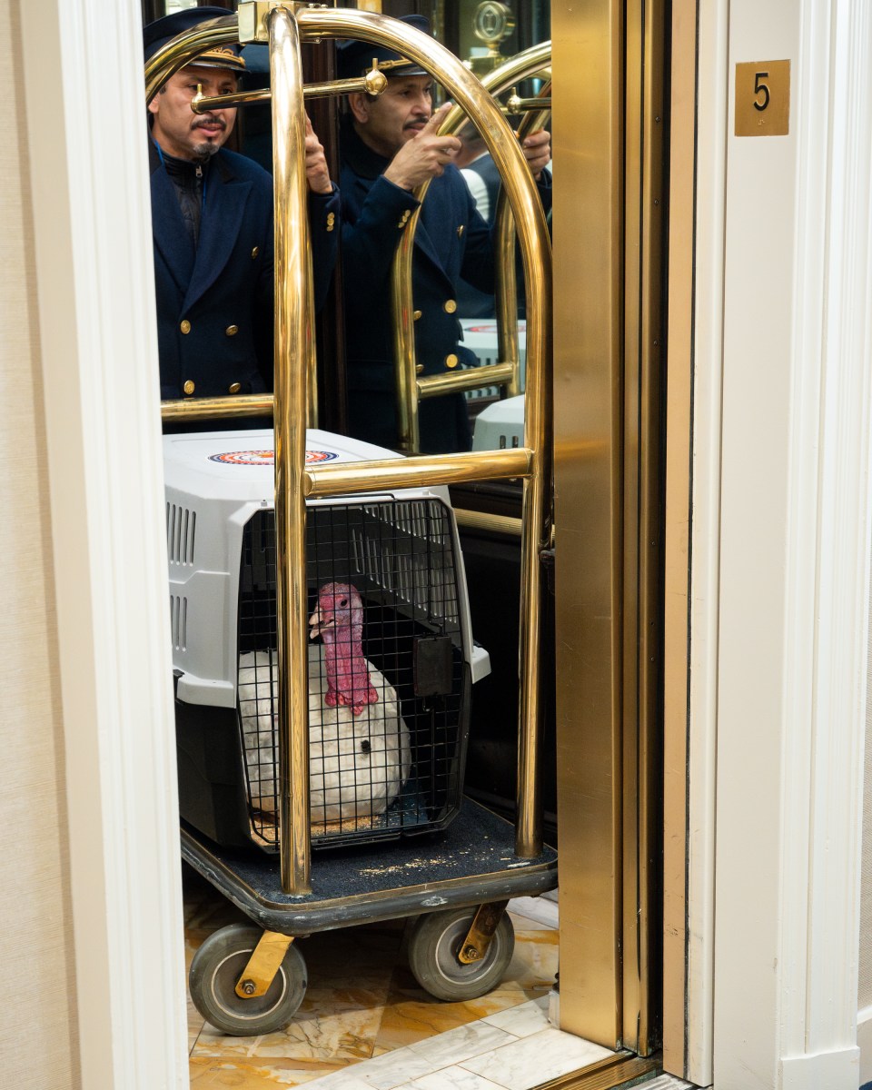 The 2025 Presidential Turkeys, named Gobble and Waddle, arrive at the Willard InterContinental Hotel in Washington, D.C., on Sunday, November 24, 2025. (Official White House Photo by Andrea Hanks)