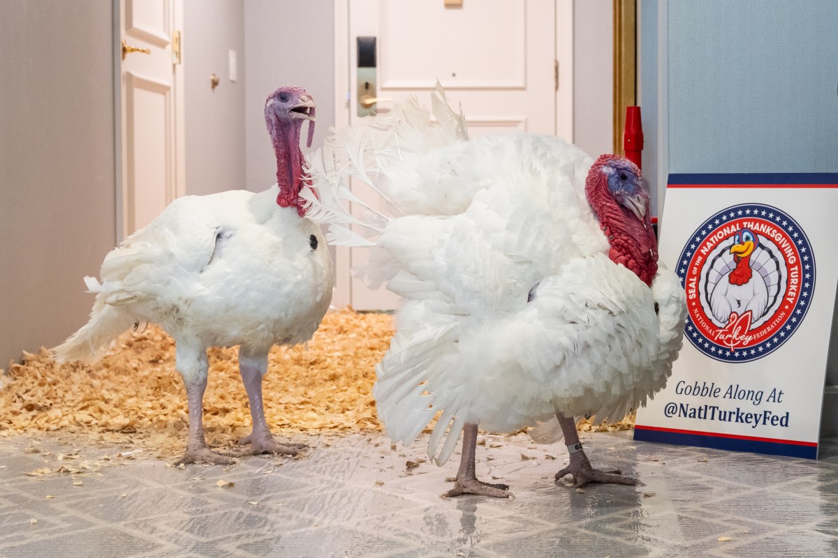 The 2025 Presidential Turkeys, named Gobble and Waddle, arrive at the Willard InterContinental Hotel in Washington, D.C., on Sunday, November 24, 2025. (Official White House Photo by Andrea Hanks)
