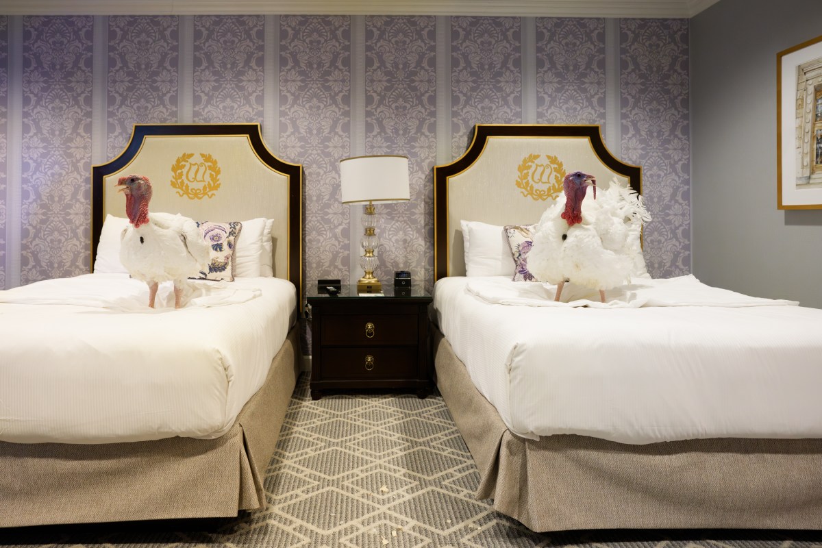 The 2025 Presidential Turkeys, named Gobble and Waddle, arrive at the Willard InterContinental Hotel in Washington, D.C., on Sunday, November 24, 2025. (Official White House Photo by Andrea Hanks)