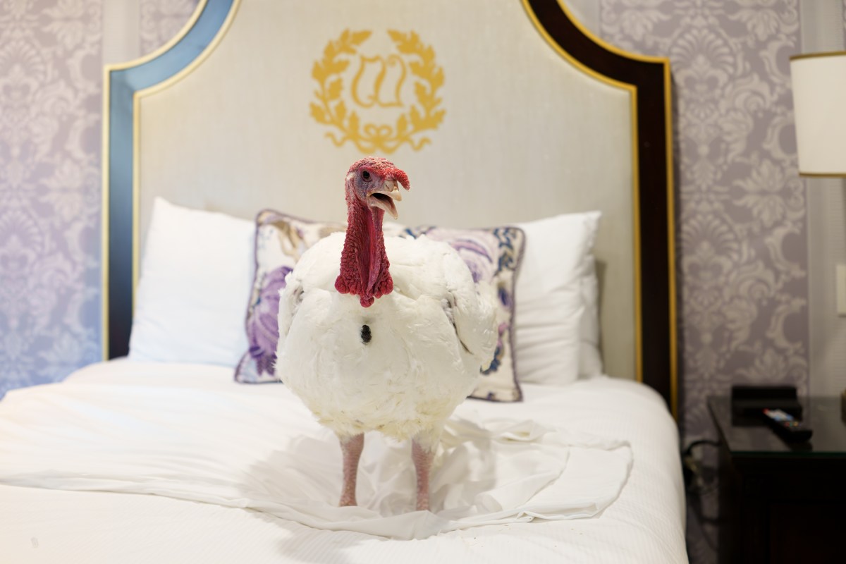 The 2025 Presidential Turkeys, named Gobble and Waddle, arrive at the Willard InterContinental Hotel in Washington, D.C., on Sunday, November 24, 2025. (Official White House Photo by Andrea Hanks)