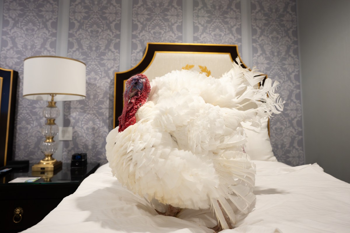 The 2025 Presidential Turkeys, named Gobble and Waddle, arrive at the Willard InterContinental Hotel in Washington, D.C., on Sunday, November 24, 2025. (Official White House Photo by Andrea Hanks)