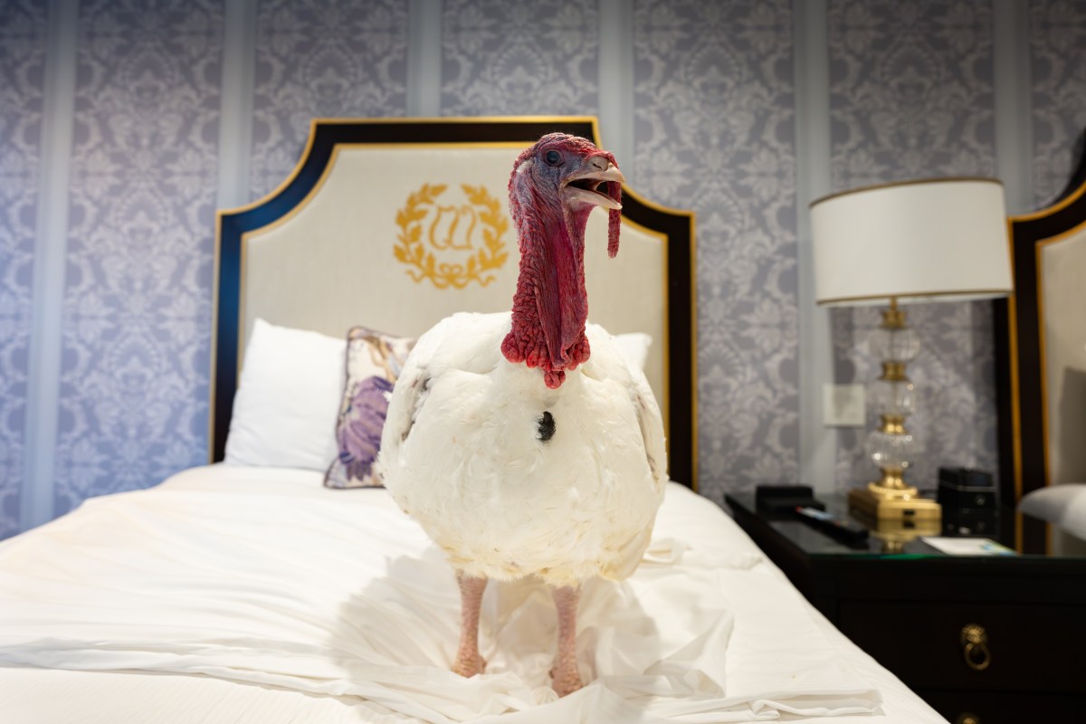 The 2025 Presidential Turkeys, named Gobble and Waddle, arrive at the Willard InterContinental Hotel in Washington, D.C., on Sunday, November 24, 2025. (Official White House Photo by Andrea Hanks)