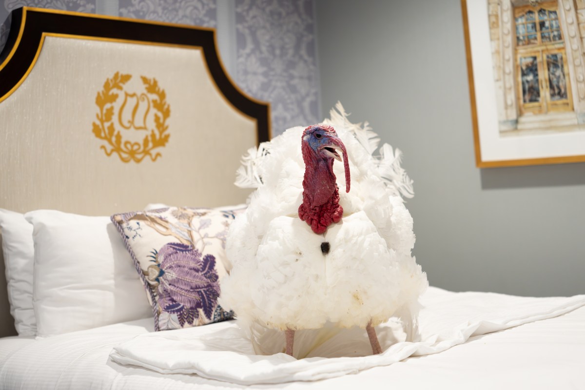 The 2025 Presidential Turkeys, named Gobble and Waddle, arrive at the Willard InterContinental Hotel in Washington, D.C., on Sunday, November 24, 2025. (Official White House Photo by Andrea Hanks)