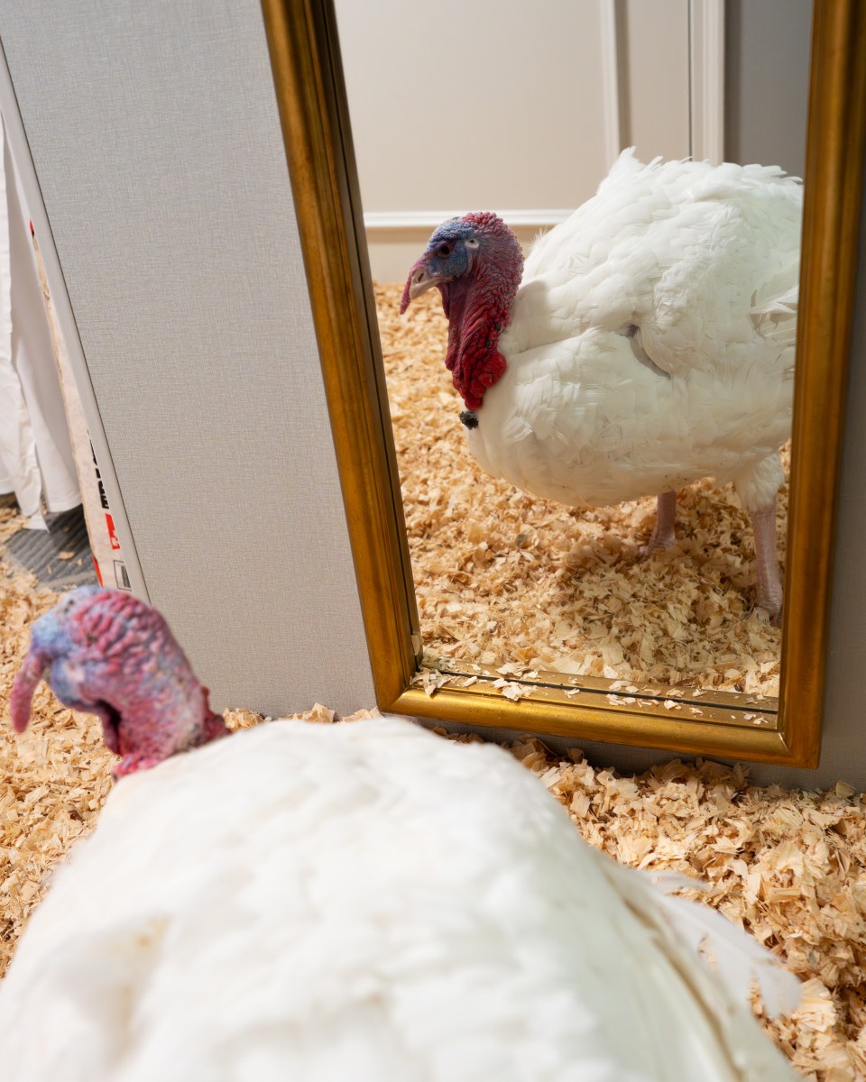 The 2025 Presidential Turkeys, named Gobble and Waddle, arrive at the Willard InterContinental Hotel in Washington, D.C., on Sunday, November 24, 2025. (Official White House Photo by Andrea Hanks)