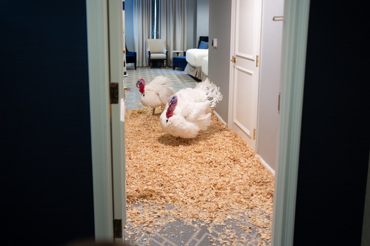 The 2025 Presidential Turkeys, named Gobble and Waddle, arrive at the Willard InterContinental Hotel in Washington, D.C., on Sunday, November 24, 2025. (Official White House Photo by Andrea Hanks)