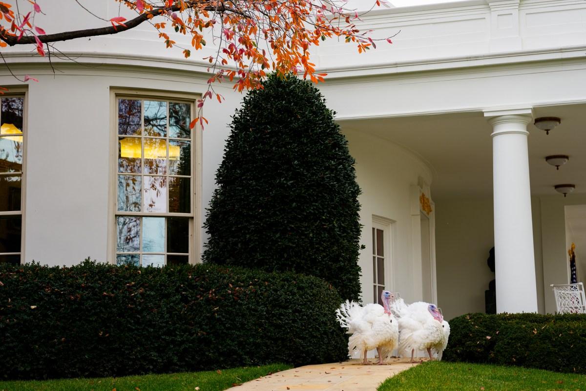 The 2025 Presidential Turkeys, named Gobble and Waddle, arrive at the White House on Tuesday, November 25, 2025. (Official White House Photo by Andrea Hanks)