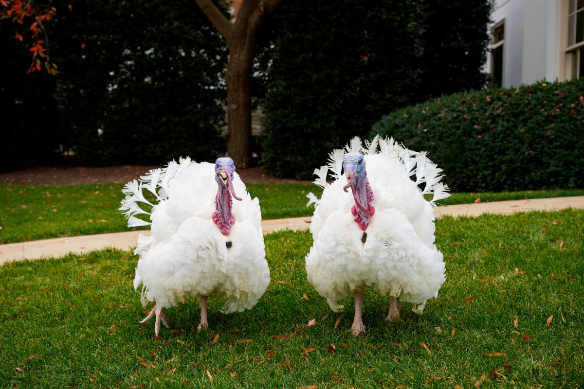 The 2025 Presidential Turkeys, named Gobble and Waddle, arrive at the White House on Tuesday, November 25, 2025. (Official White House Photo by Andrea Hanks)