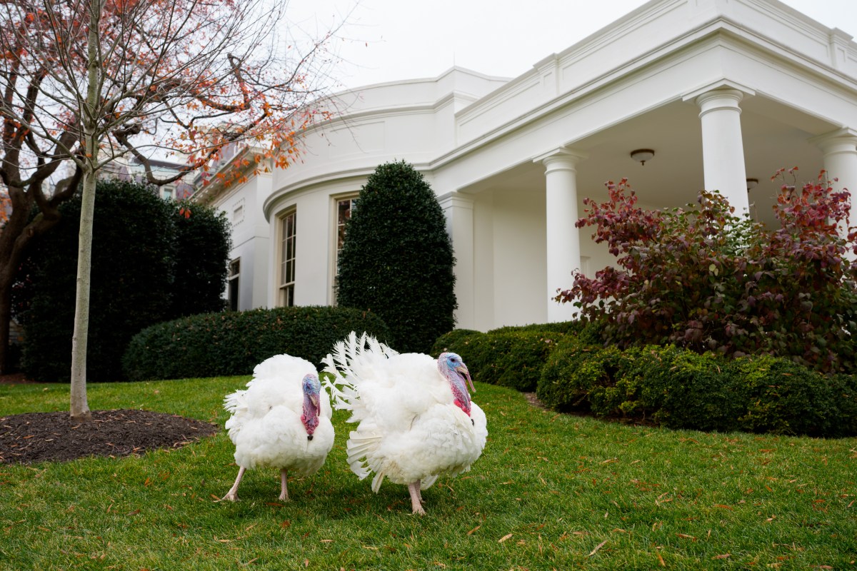 The 2025 Presidential Turkeys, named Gobble and Waddle, arrive at the White House on Tuesday, November 25, 2025. (Official White House Photo by Andrea Hanks)