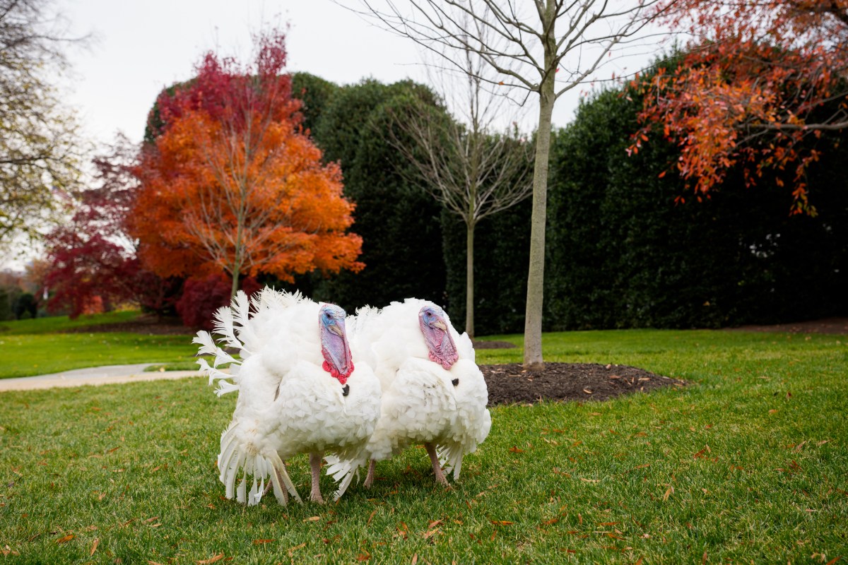 The 2025 Presidential Turkeys, named Gobble and Waddle, arrive at the White House on Tuesday, November 25, 2025. (Official White House Photo by Andrea Hanks)