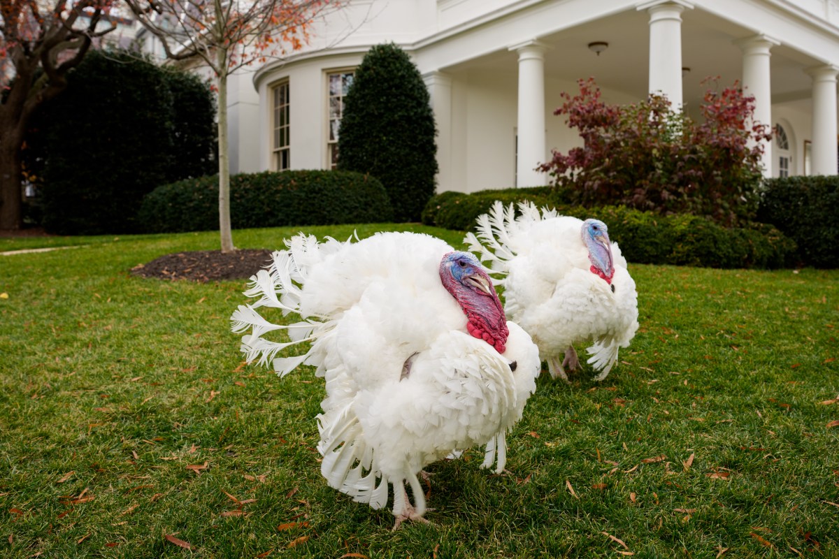 The 2025 Presidential Turkeys, named Gobble and Waddle, arrive at the White House on Tuesday, November 25, 2025. (Official White House Photo by Andrea Hanks)