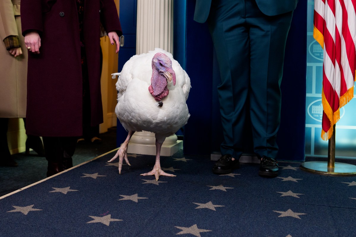 The 2025 Presidential Turkeys, named Gobble and Waddle, hold a press briefing in the James E. Brady briefing room, along with White House Press Secretary, Karoline Leavitt,  at the White House, Tuesday, November 25, 2025. (Official White House Photo by Andrea Hanks)