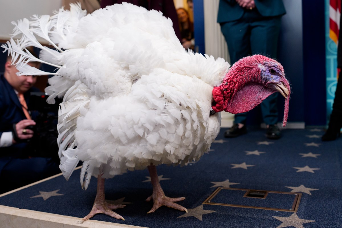 The 2025 Presidential Turkeys, named Gobble and Waddle, hold a press briefing in the James E. Brady briefing room, along with White House Press Secretary, Karoline Leavitt,  at the White House, Tuesday, November 25, 2025. (Official White House Photo by Andrea Hanks)