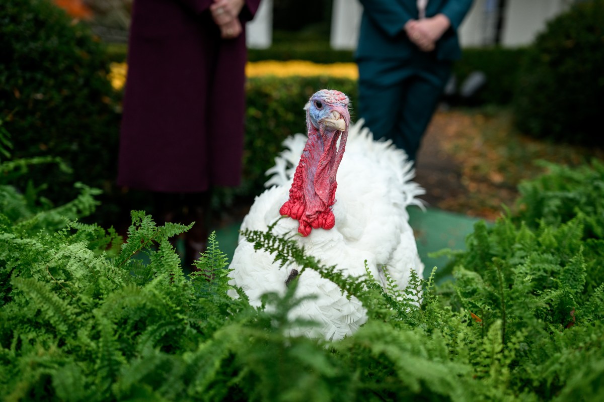 President Donald Trump and First Lady Melania Trump participate in the annual ceremony to pardon the national Thanksgiving turkeys, Tuesday, November 25, 2025, in the White House Rose Garden. (Official White House Photo by Daniel Torok)