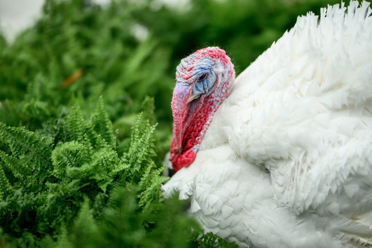 President Donald Trump and First Lady Melania Trump participate in the annual ceremony to pardon the national Thanksgiving turkeys, Tuesday, November 25, 2025, in the White House Rose Garden. (Official White House Photo by Daniel Torok)