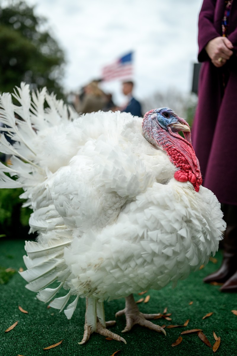 President Donald Trump and First Lady Melania Trump participate in the annual ceremony to pardon the national Thanksgiving turkeys, Tuesday, November 25, 2025, in the White House Rose Garden. (Official White House Photo by Daniel Torok)