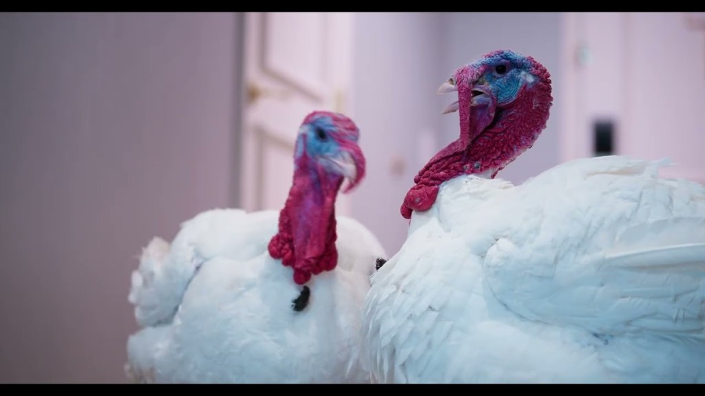 Presidential Turkey Pardon 2025 Stay