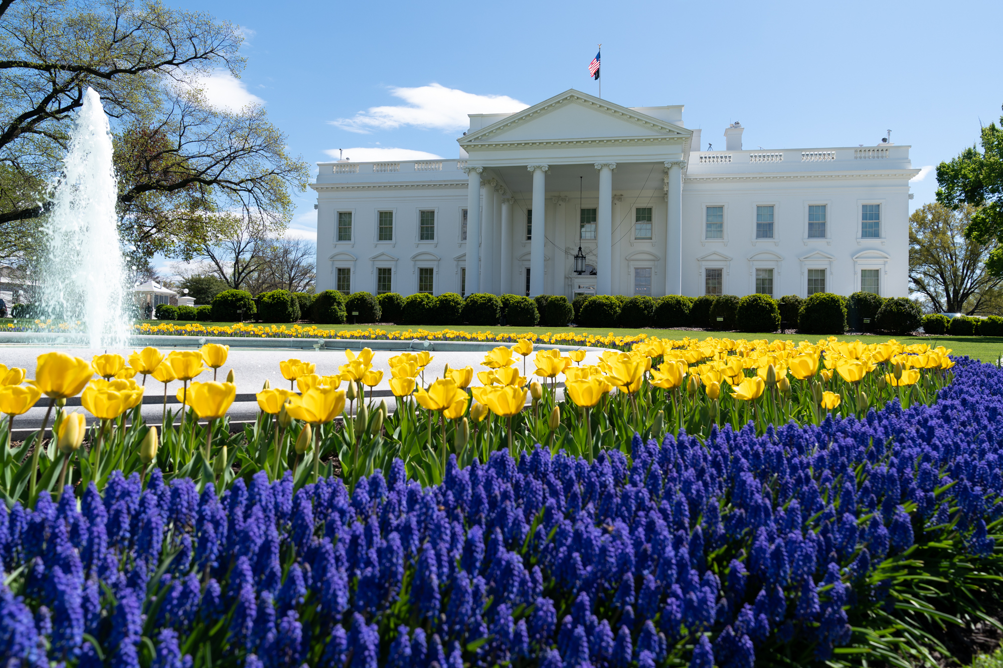 Spring Flowers bloom Friday, April 3, 2020, on the North Lawn of the White House. (Official White House Photo by Andrea Hanks)